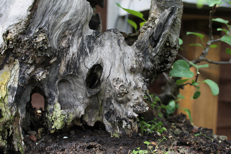 crab apple bonsai